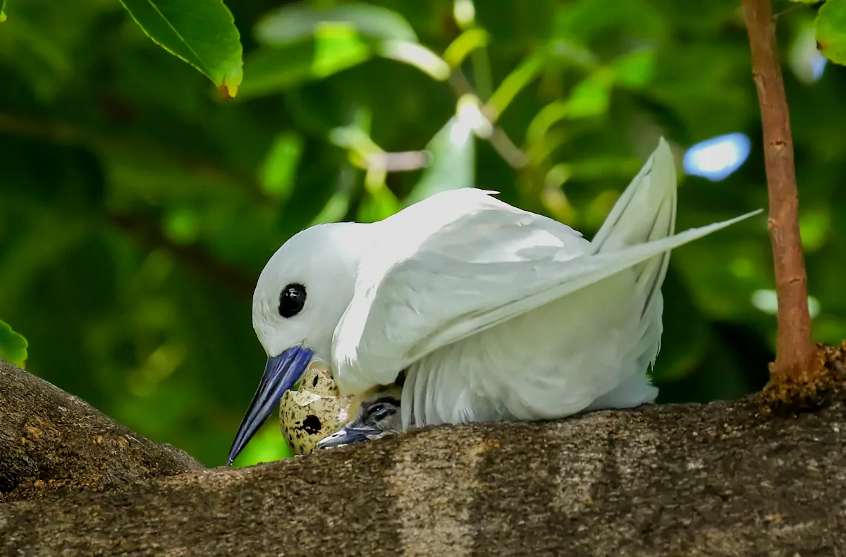 How a seabird native to Hawaii has adapted to life in Honolulu's concrete jungle