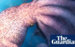 ‘Kraken-like’ giant octopuses 100m years ago crunched bones of prey | Palaeontology