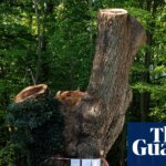 Contractor that cut back ancient oak in London park identified | London
