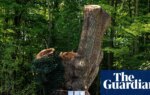 Contractor that cut back ancient oak in London park identified | London