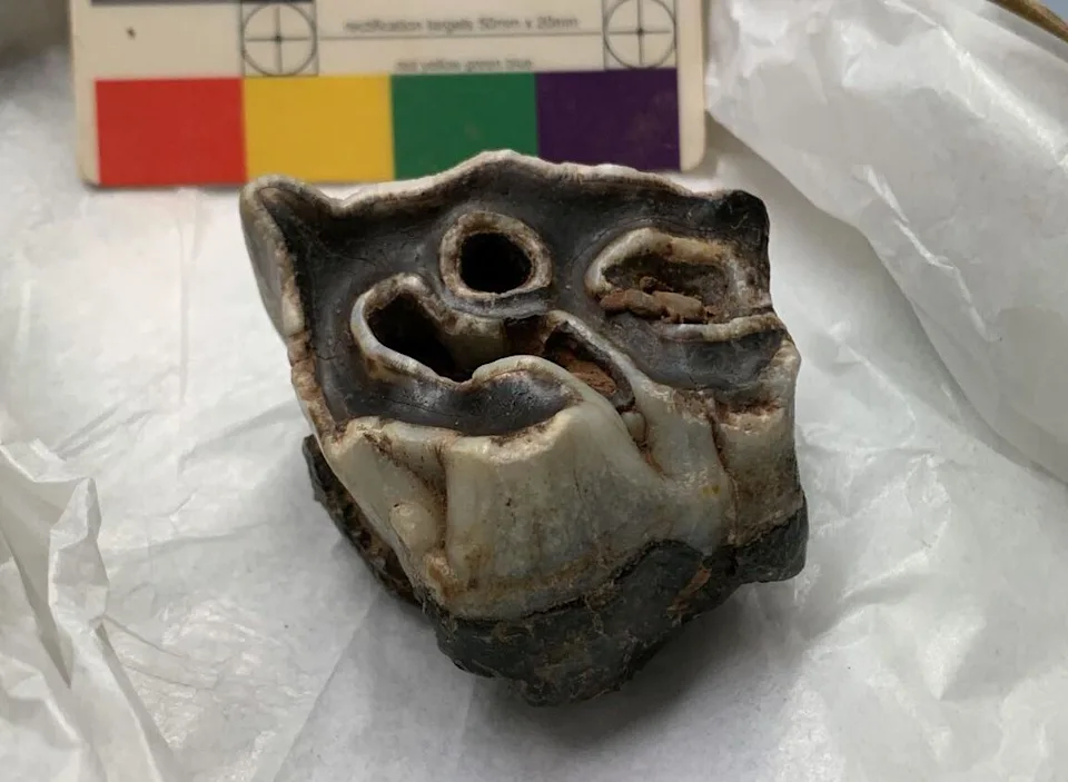 A woolly rhino molar found at Pembroke Castle / Credit: University of Aberdeen