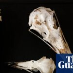 Scientists believe birds’ skulls hold clues to inner lives of long-extinct dinosaurs | Dinosaurs