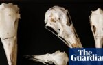 Scientists believe birds’ skulls hold clues to inner lives of long-extinct dinosaurs | Dinosaurs
