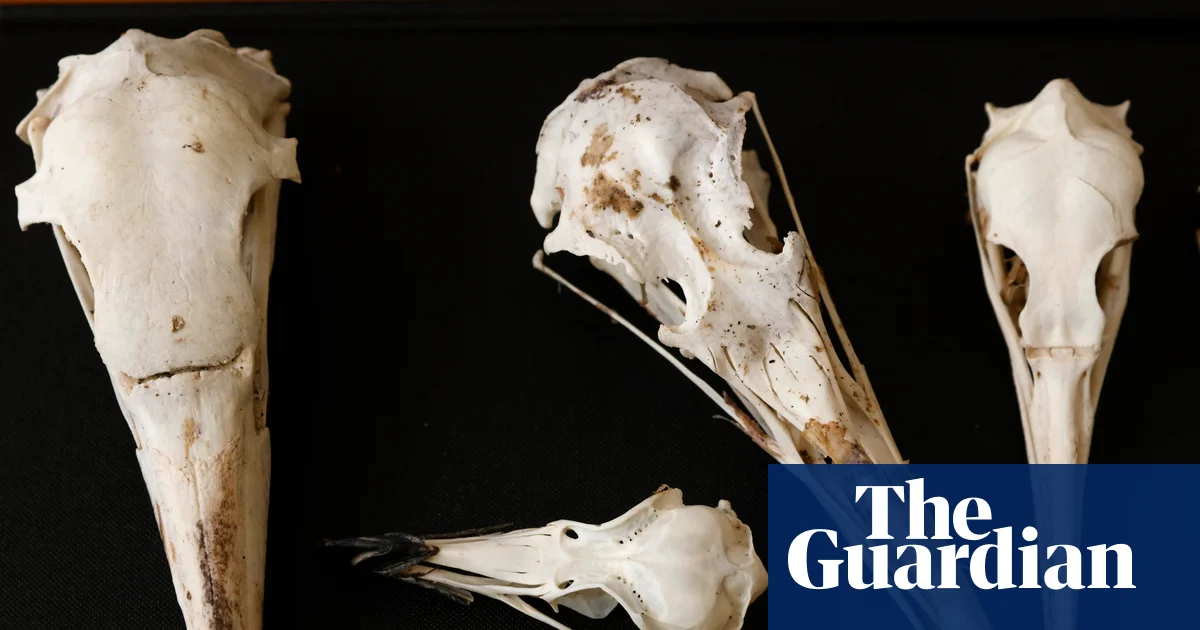 Scientists believe birds’ skulls hold clues to inner lives of long-extinct dinosaurs | Dinosaurs
