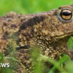 Fears for more than 1,000 Wrexham toads after reservoir is drained