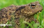 Fears for more than 1,000 Wrexham toads after reservoir is drained