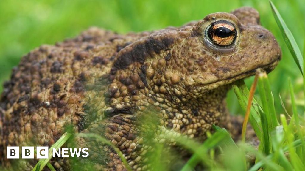 Fears for more than 1,000 Wrexham toads after reservoir is drained