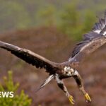 Government backs permanent return of golden eagles to England