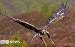 Government backs permanent return of golden eagles to England