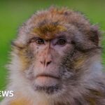 Stoke-on-Trent monkey in 'world first' gene research project