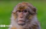 Stoke-on-Trent monkey in 'world first' gene research project