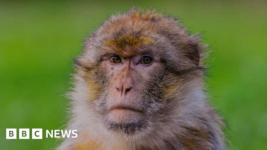 Stoke-on-Trent monkey in 'world first' gene research project