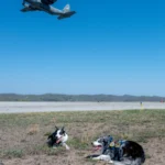 Meet the real-life paw patrol at a W.Va. airport: Hercules and Ned