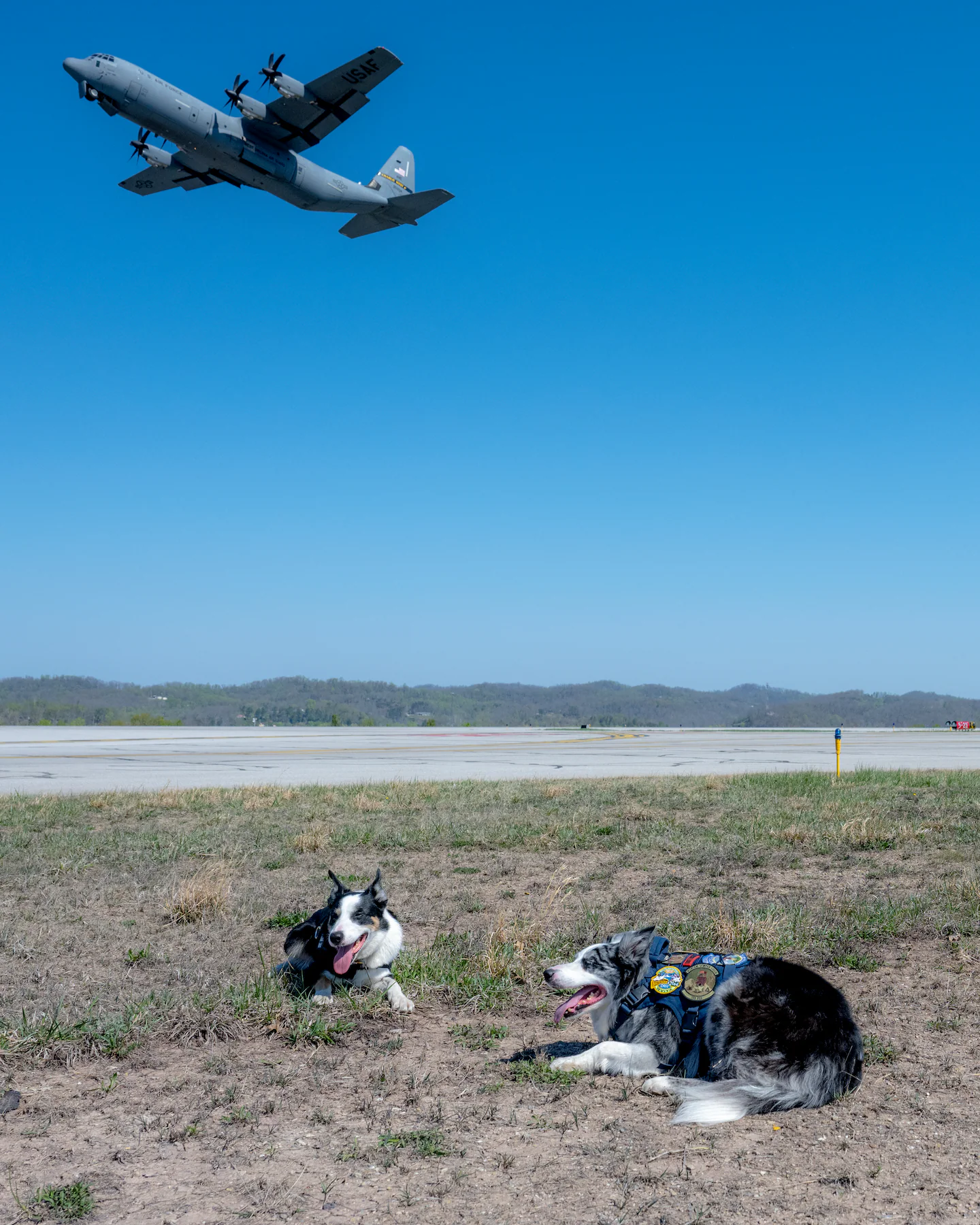 Meet the real-life paw patrol at a W.Va. airport: Hercules and Ned