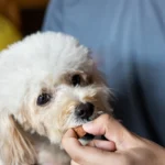 How to protect pets from fleas, ticks and other parasites