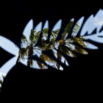 How To Watch The Cannes Film Festival Lineup Announcement Live