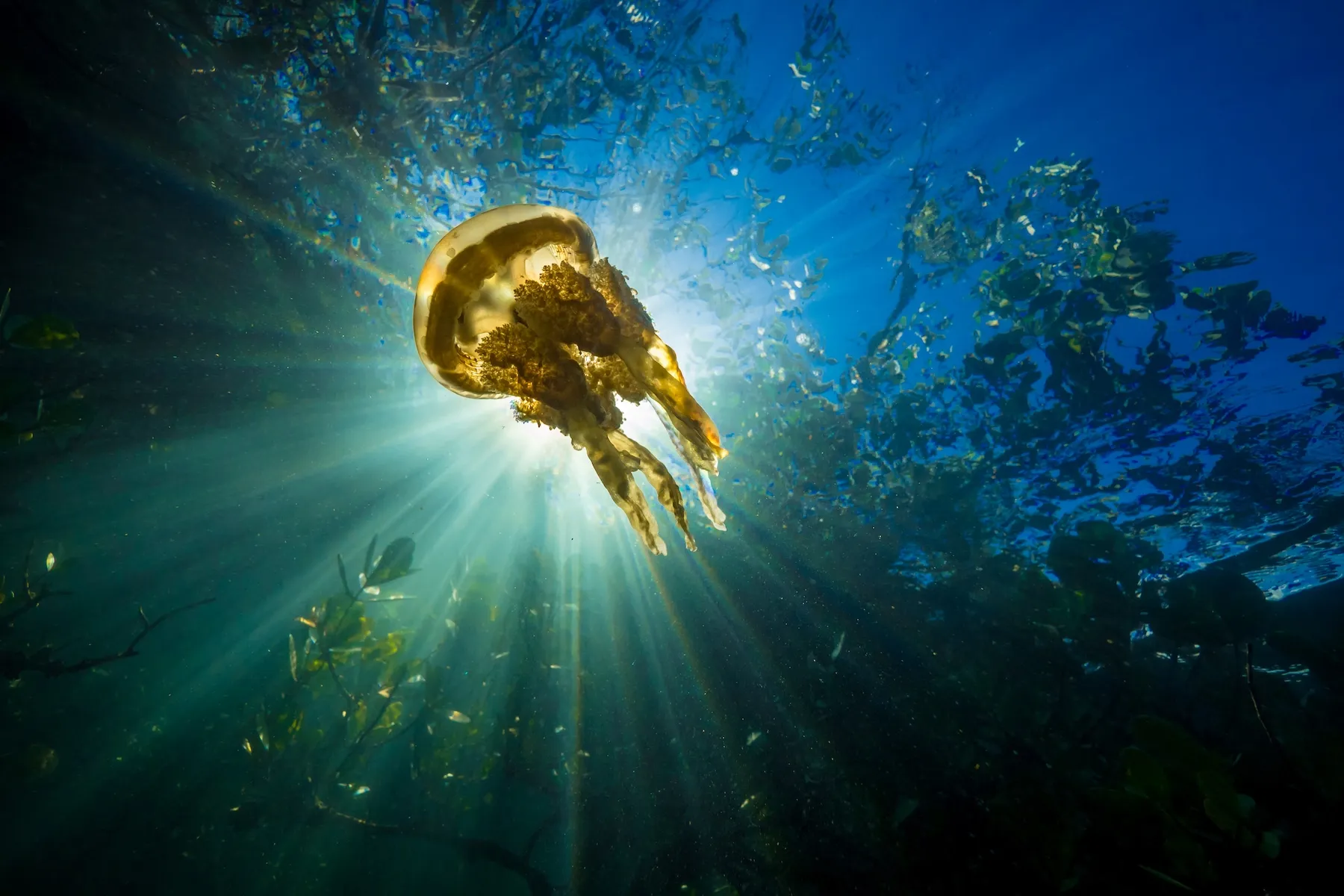 jellyfish swimming backlit by sun