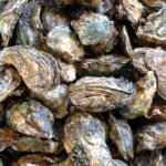 Oysters, clams from certain Washington harvest areas recalled because of norovirus