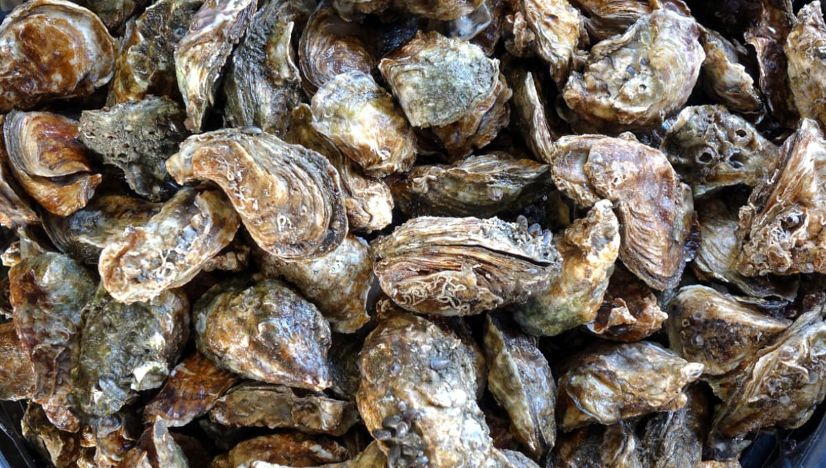 Oysters, clams from certain Washington harvest areas recalled because of norovirus