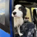 A dog was lost for a week in the wilderness. Strangers came to her rescue.