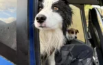 A dog was lost for a week in the wilderness. Strangers came to her rescue.