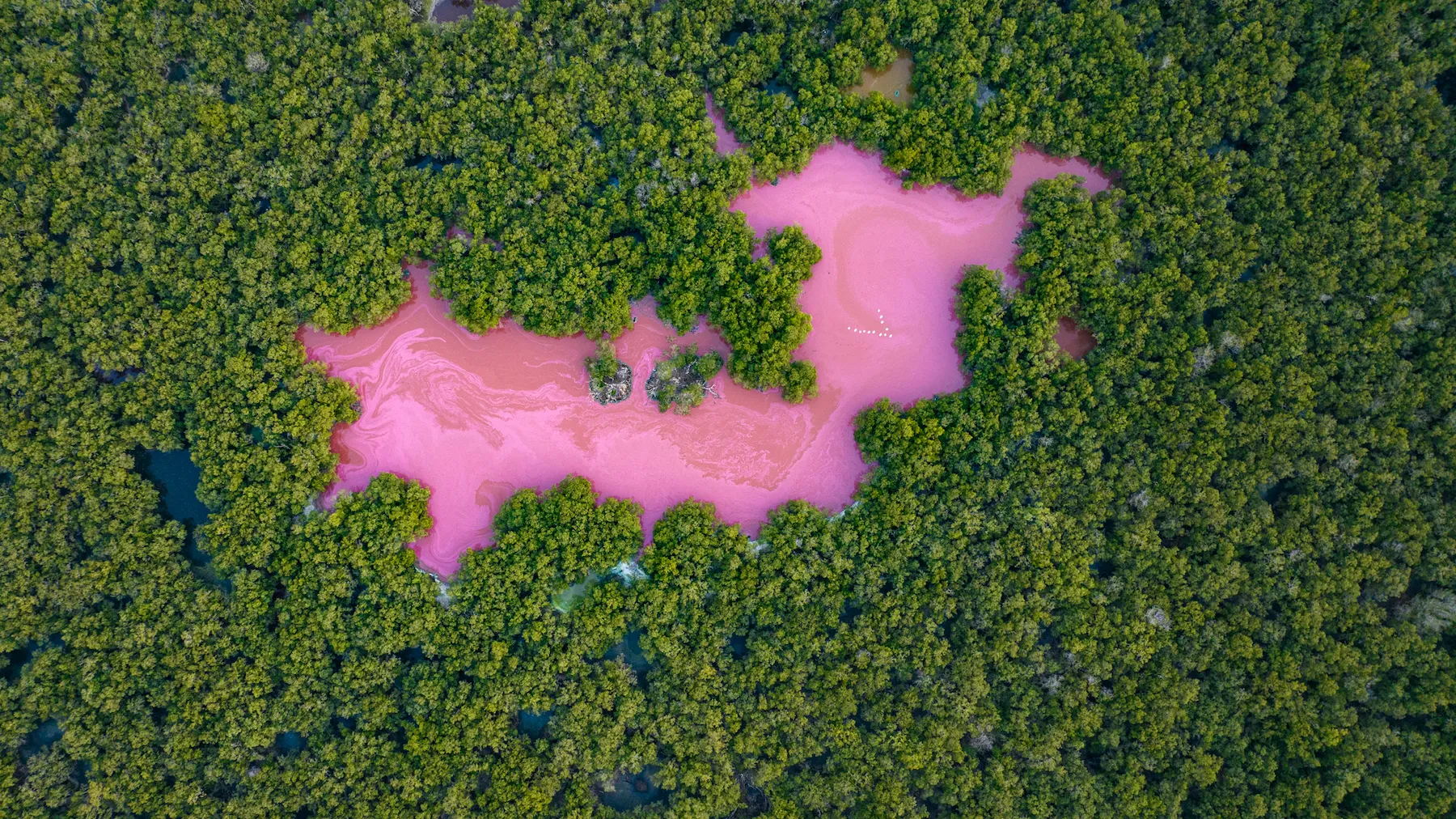 a pink body of water amongst trees