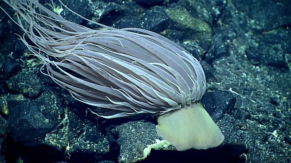 Relicanthus daphneae on sea floor