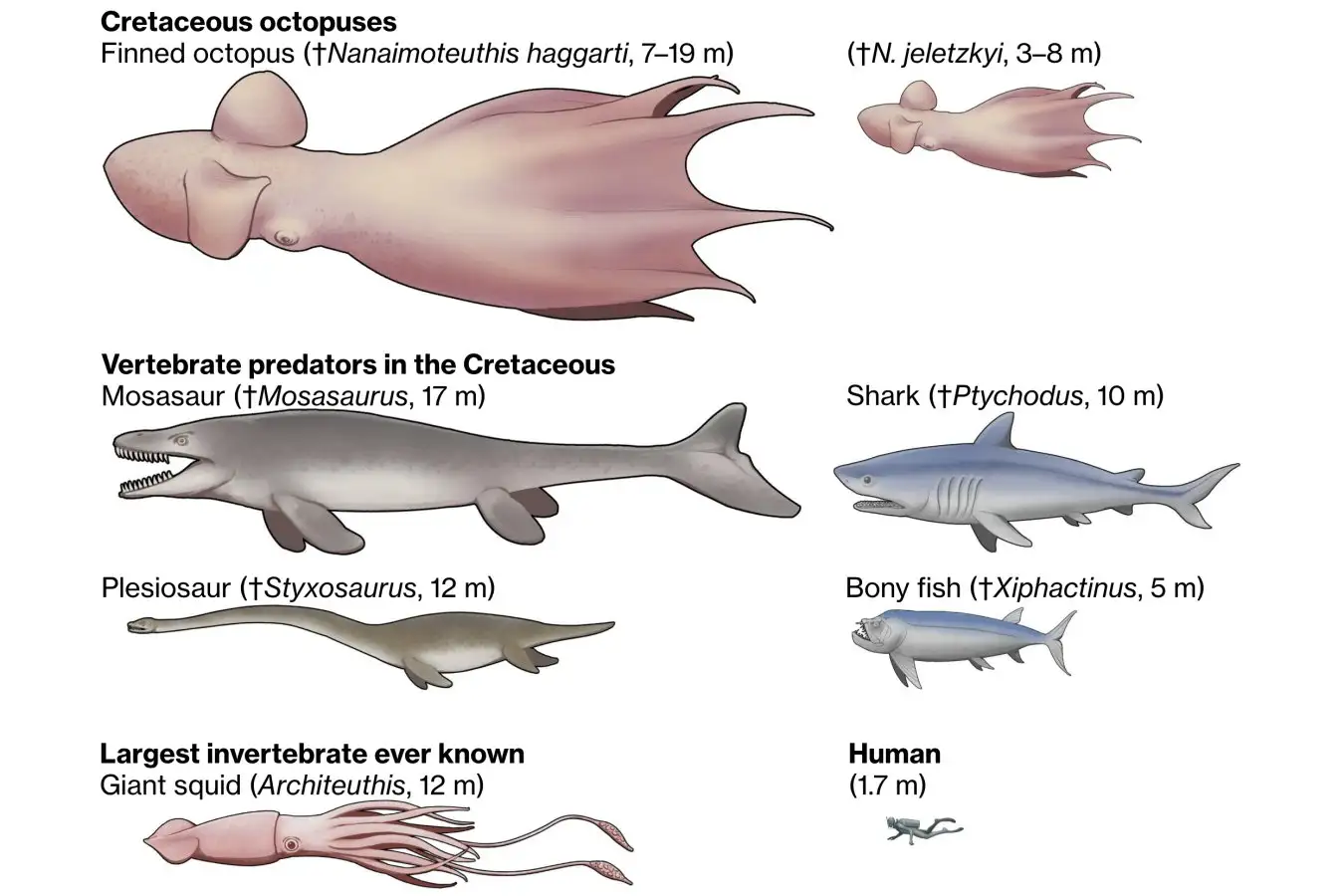 size comparison Cretaceous predators