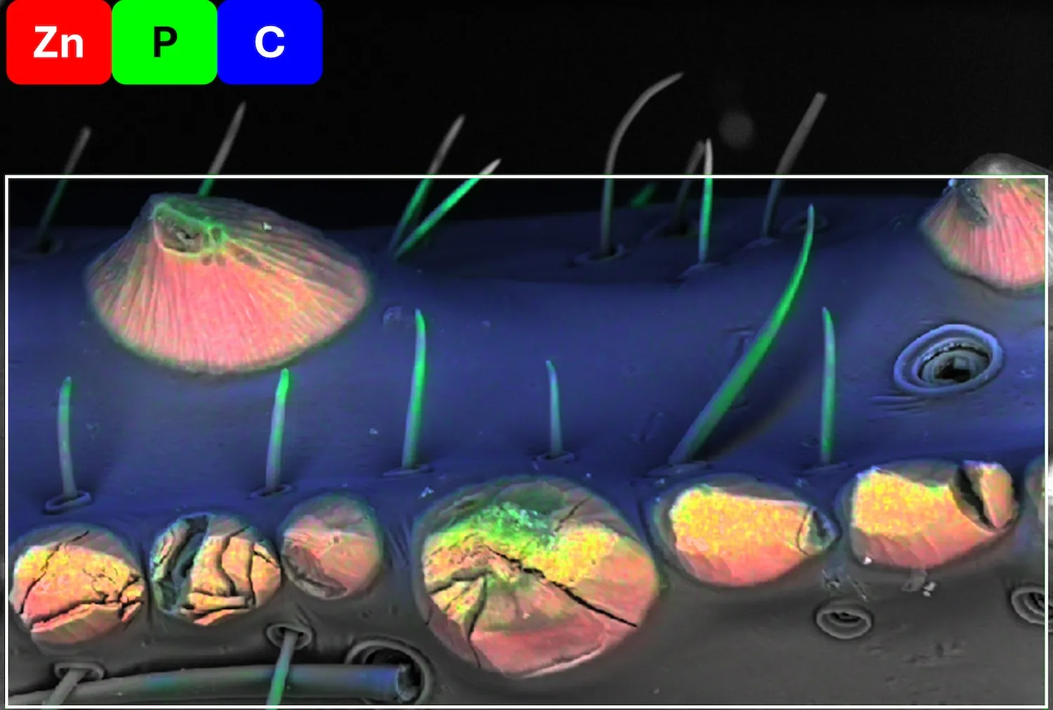 An X-ray spectral image superimposed on a scanning electron microscope image of the denticles (claw "teeth") on the pincers of a giant hairy scorpion (Hadrurus arizonensis). The spectral image shows selective enrichment of zinc (red) in the denticles, in addition to phosphorous (green), and carbon (blue). Credit: Smithsonian Museum Conservation Institute