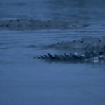 Vitrine Filmes España Sets Alexandra Latishev's Fantasy Fable 'Sirens'