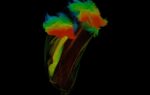 See the unexpected beauty in the microbes behind cow burps