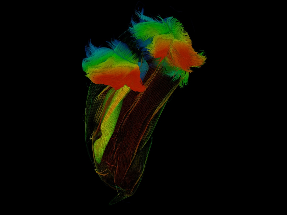 See the unexpected beauty in the microbes behind cow burps