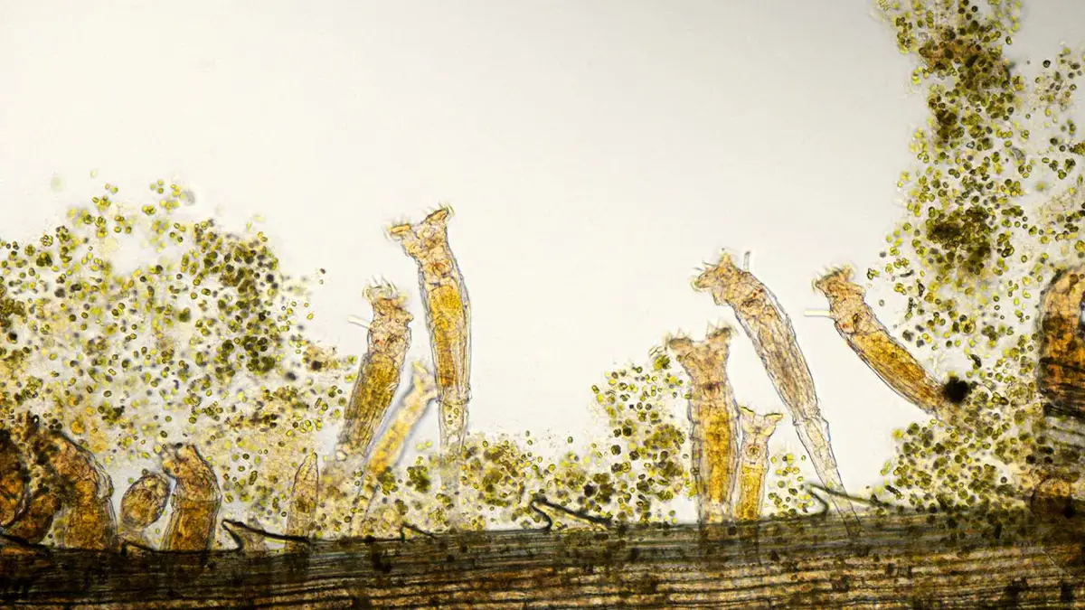 Colony of rotifers, Rotaria rotatoria, micrograph