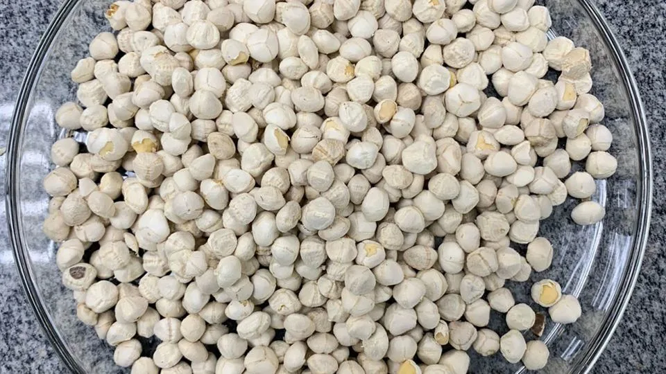 Moringa seeds without husks. - Dr. Adriano Gonçalves dos Reis