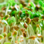 Salmonella outbreak spreads across Europe