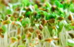 Salmonella outbreak spreads across Europe