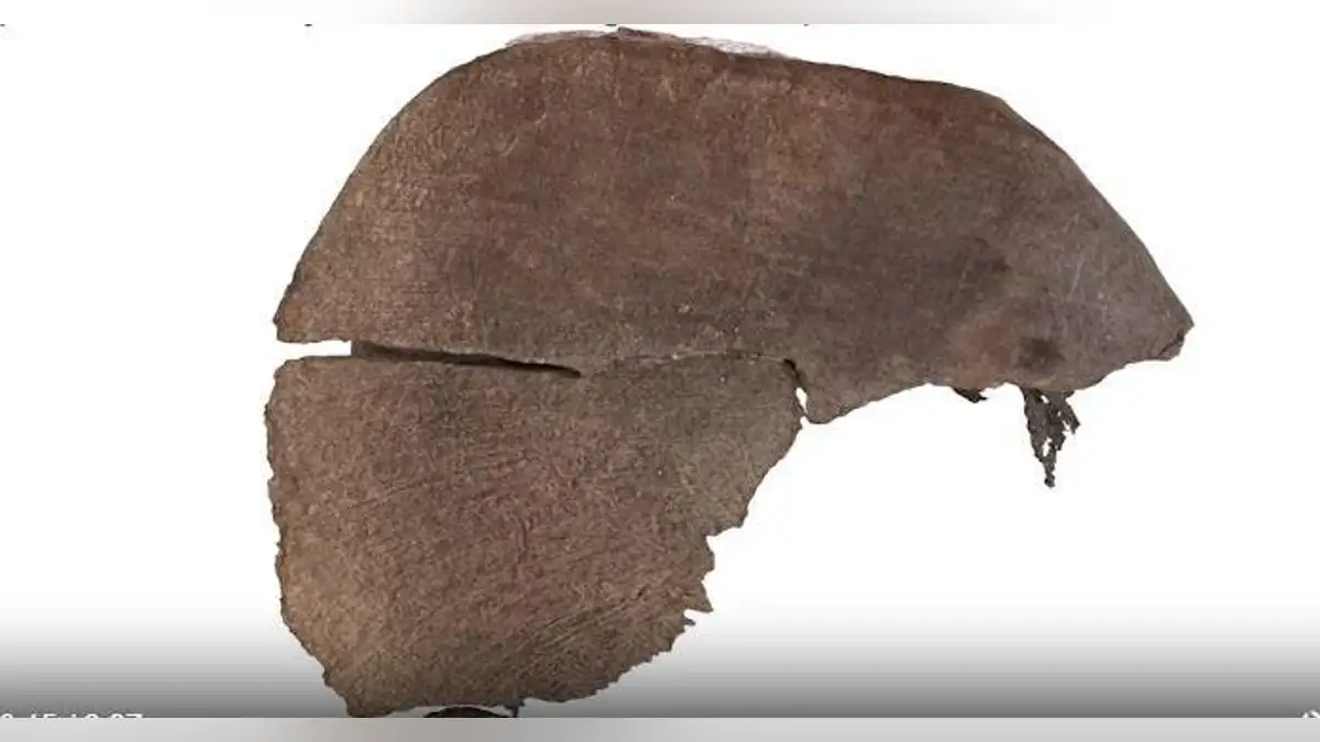 Fossil from an ancient octopus.