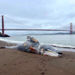 One in Five Gray Whales That Enter San Francisco Bay Die There