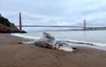 One in Five Gray Whales That Enter San Francisco Bay Die There