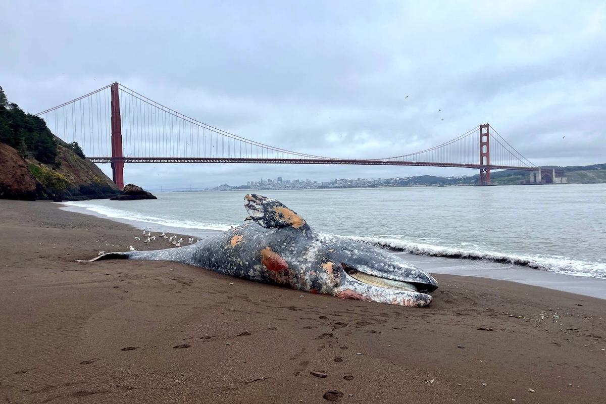 One in Five Gray Whales That Enter San Francisco Bay Die There
