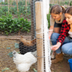 Outbreak traced to backyard poultry flocks