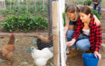 Outbreak traced to backyard poultry flocks