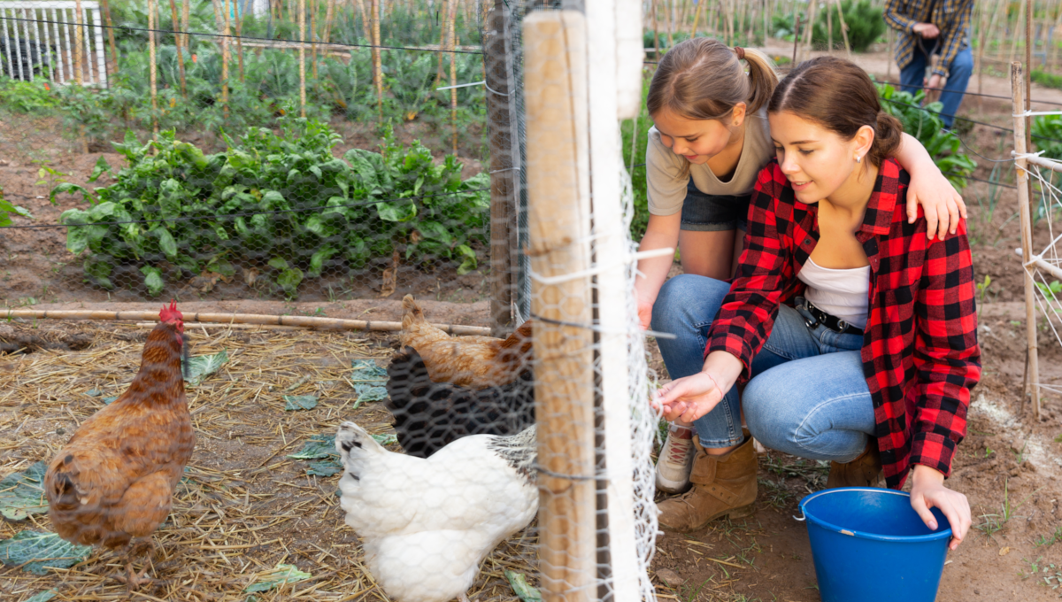 Outbreak traced to backyard poultry flocks