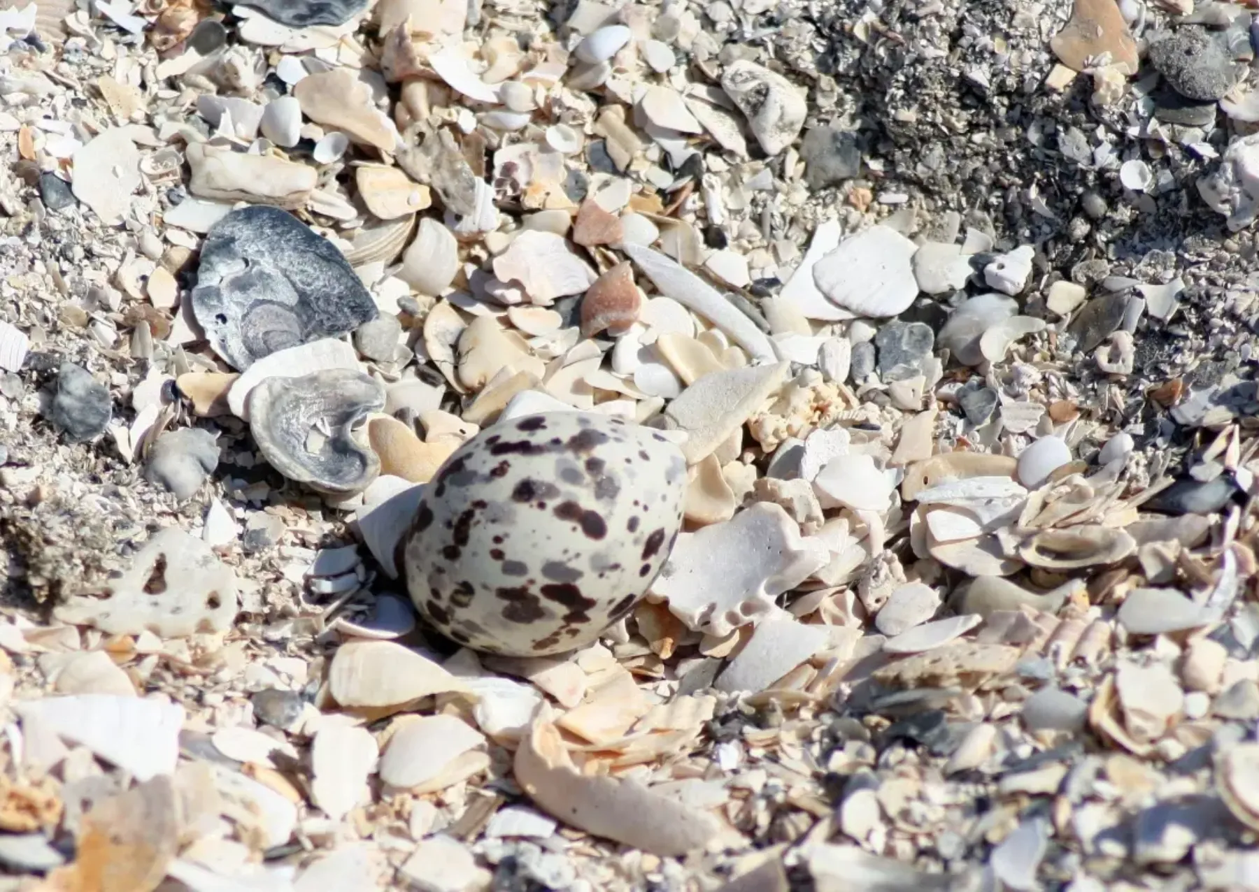 a white shell with brown and gray spots blending in with shells