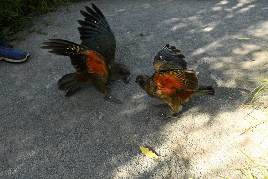 bird with half a missing beak running at an opponent bird