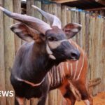 Kenya welcomes four critically endangered mountain bongos from Czech Republic
