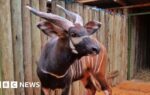 Kenya welcomes four critically endangered mountain bongos from Czech Republic