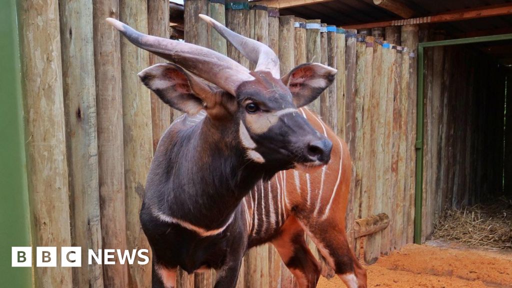 Kenya welcomes four critically endangered mountain bongos from Czech Republic