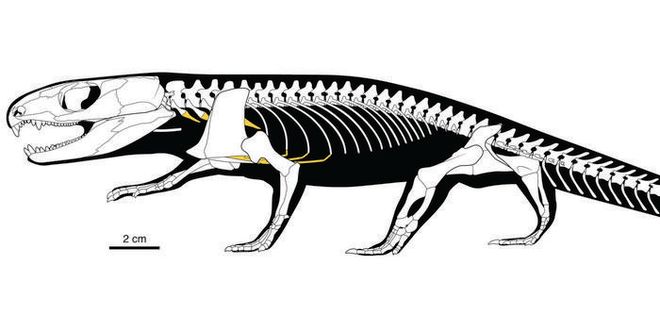 Skeletal recreation illustration of Captorhinus aguti Skeletal recreation illustration of Captorhinus aguti