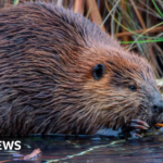 Nature charity plans to release wild beavers into Dorset rivers
